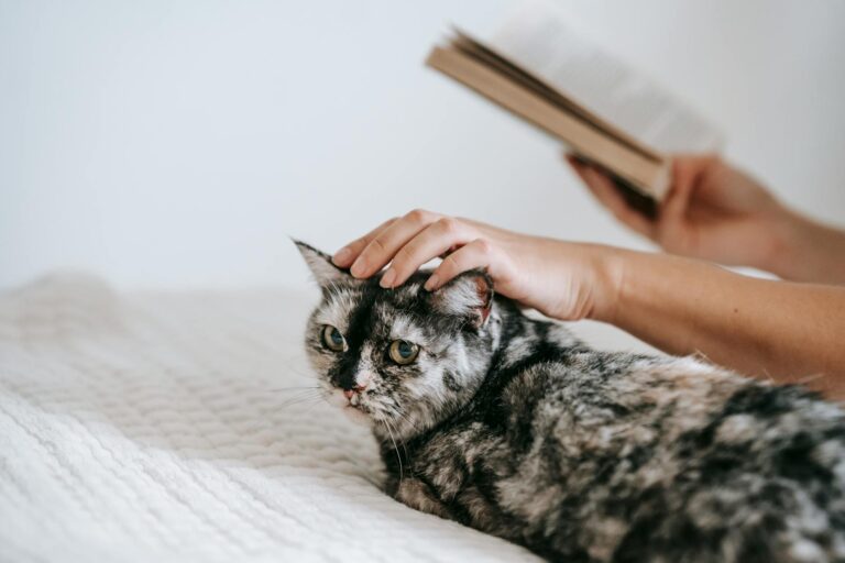 Best Winter Reads 2024: 10 Cozy Mystery Novels Perfect for Cold Nights